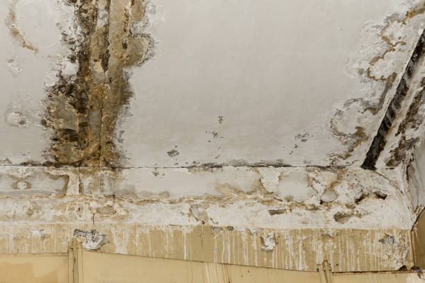 Best Water Damage & Mold Remediation  in Maynardville, TN